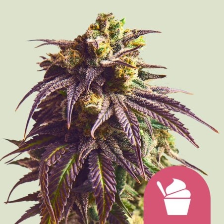 Sundae Driver semi cannabis Royal Queen Seeds