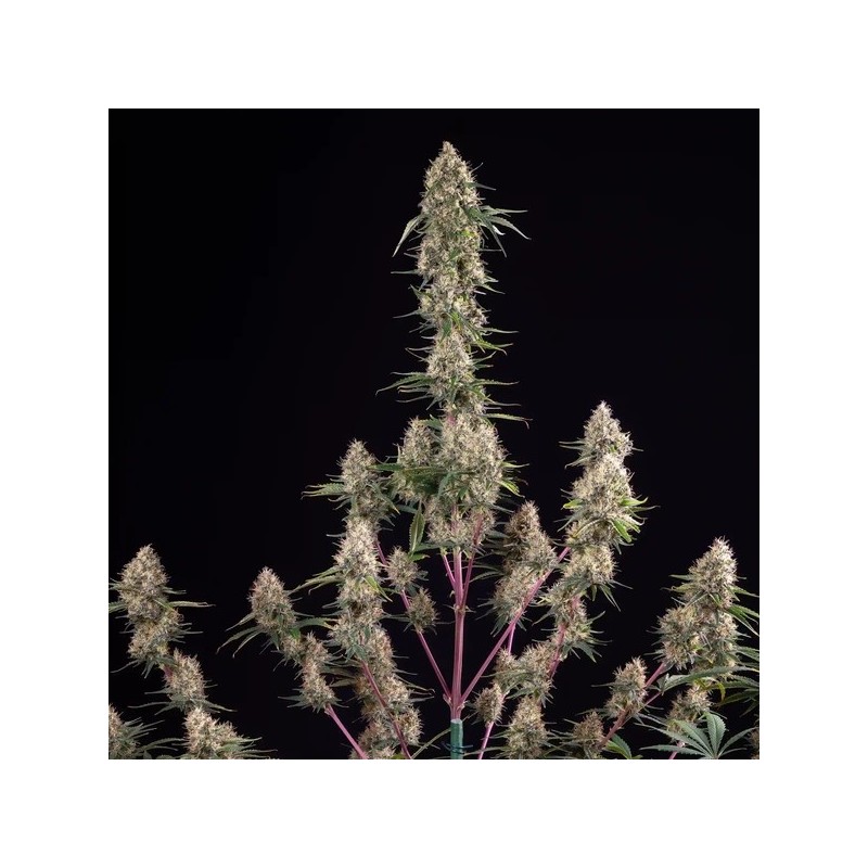 Sundae Driver semi cannabis Royal Queen Seeds