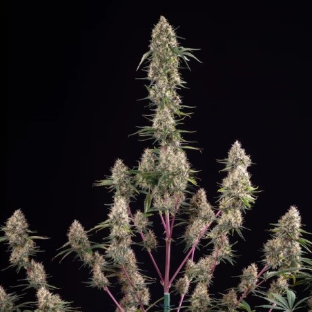 Sundae Driver semi cannabis Royal Queen Seeds