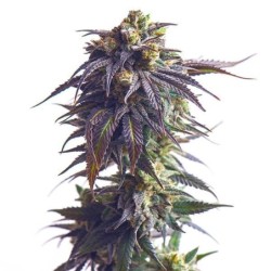 Sundae Driver semi cannabis Royal Queen Seeds