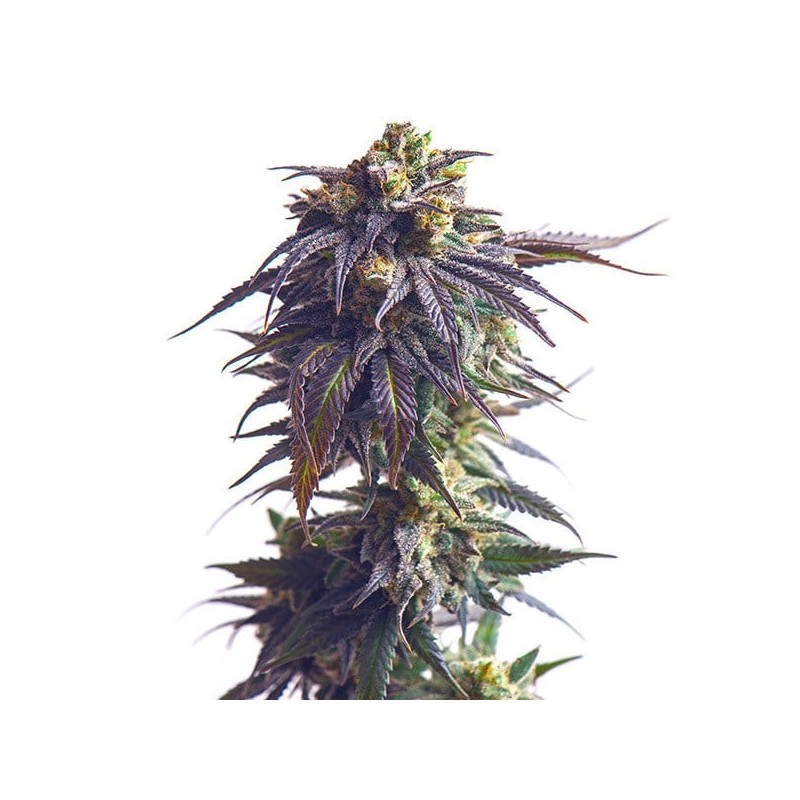 Sundae Driver semi cannabis Royal Queen Seeds