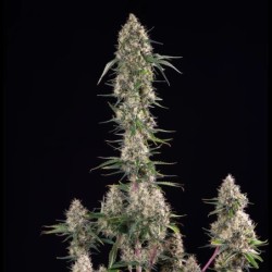 Sundae Driver semi cannabis Royal Queen Seeds