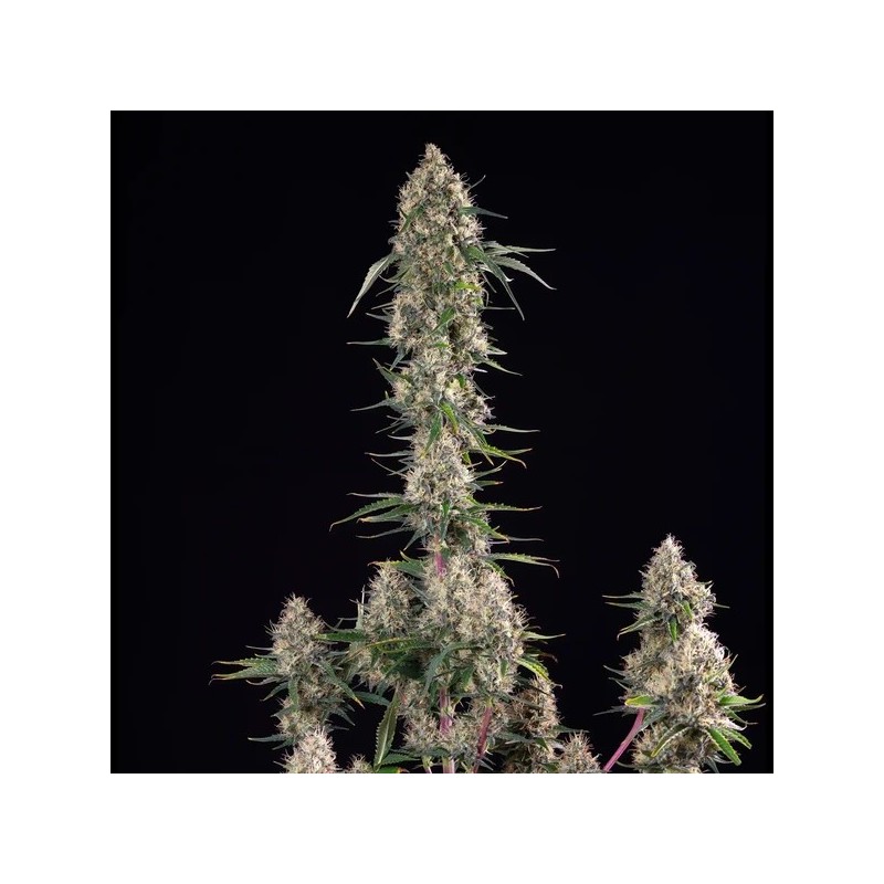 Sundae Driver semi cannabis Royal Queen Seeds