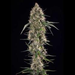 Sundae Driver semi cannabis Royal Queen Seeds