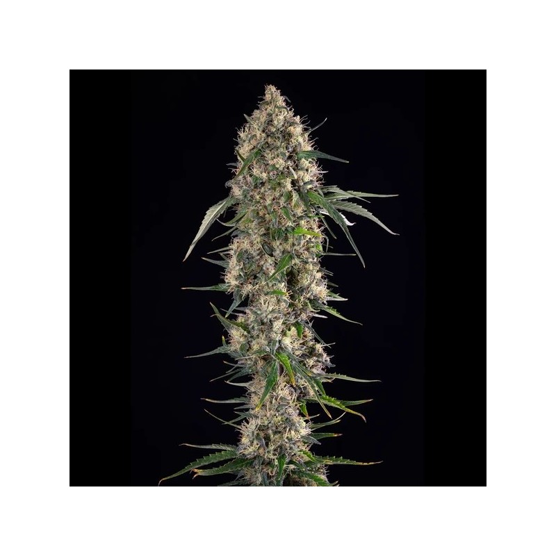 Sundae Driver semi cannabis Royal Queen Seeds