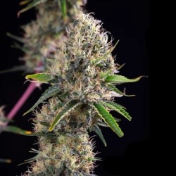 Sundae Driver semi cannabis Royal Queen Seeds