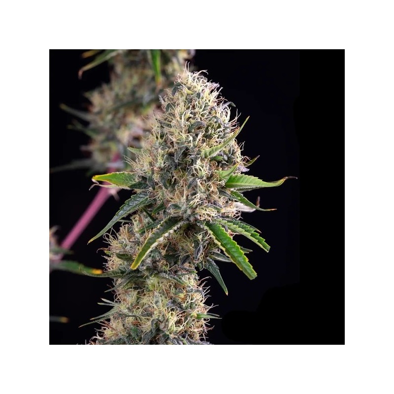 Sundae Driver semi cannabis Royal Queen Seeds