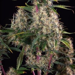 Sundae Driver semi cannabis Royal Queen Seeds