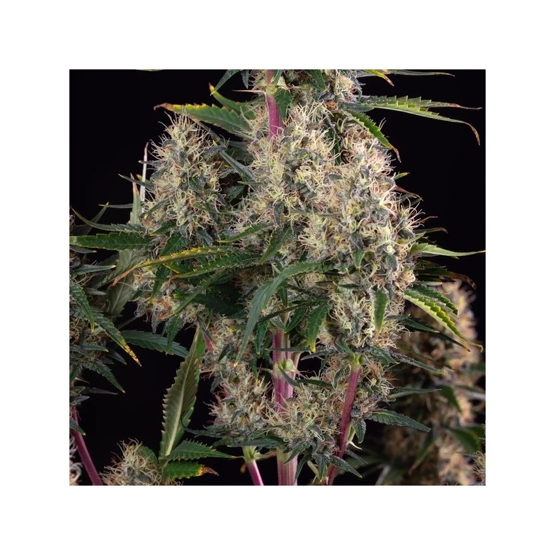 Sundae Driver semi cannabis Royal Queen Seeds