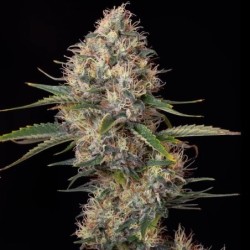 Sundae Driver semi cannabis Royal Queen Seeds