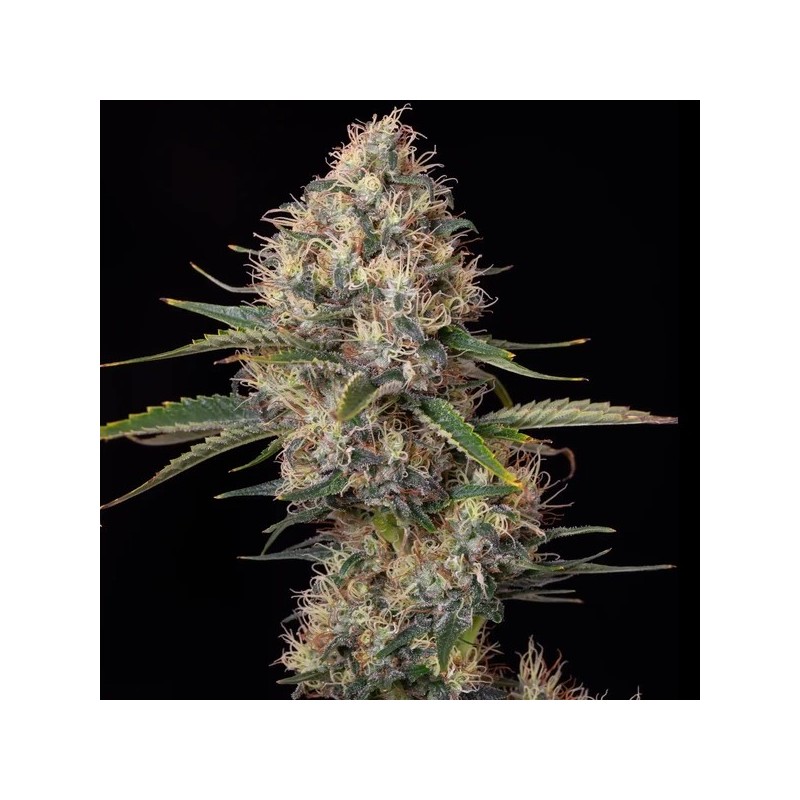 Sundae Driver semi cannabis Royal Queen Seeds