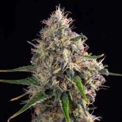 Sundae Driver semi cannabis Royal Queen Seeds