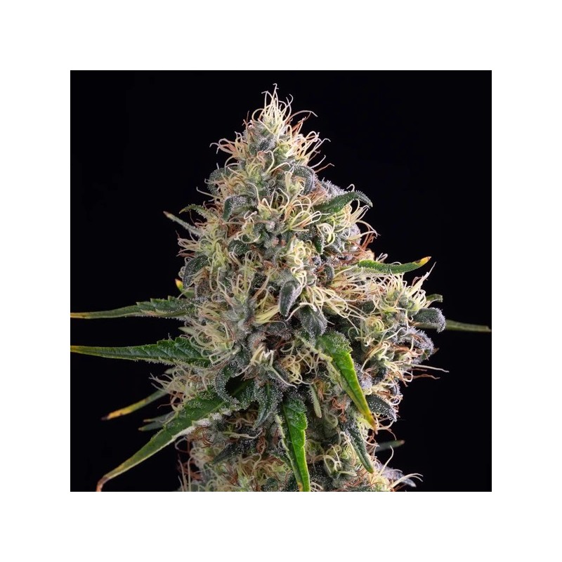 Sundae Driver semi cannabis Royal Queen Seeds