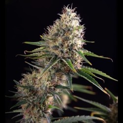 Sundae Driver semi cannabis Royal Queen Seeds