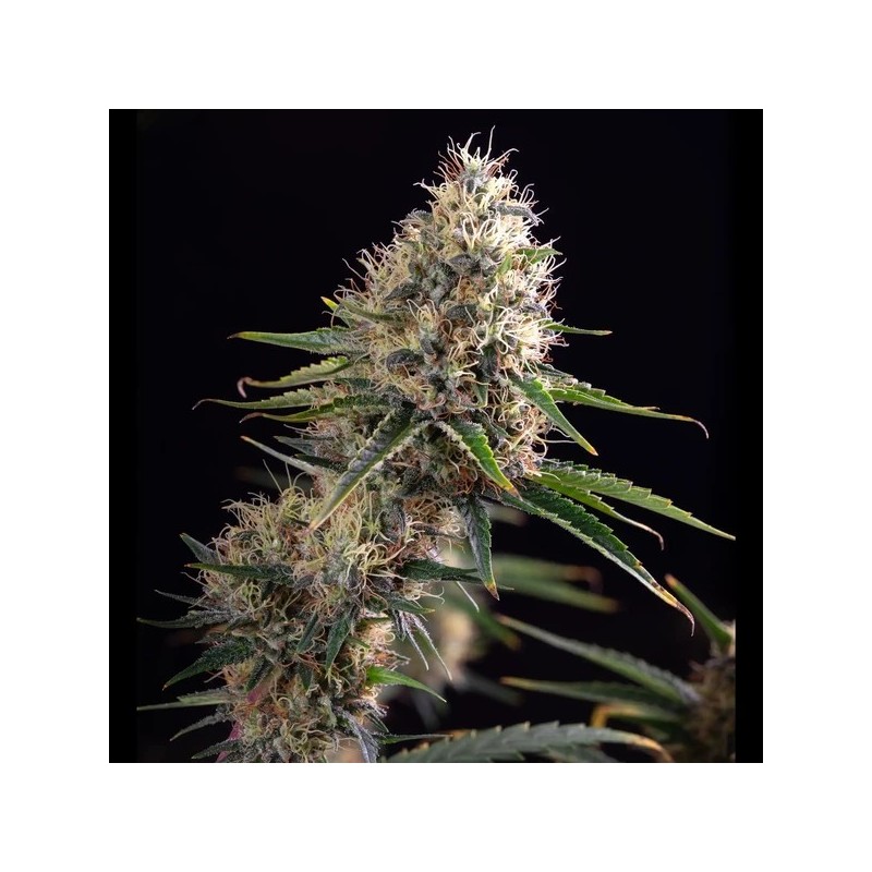 Sundae Driver semi cannabis Royal Queen Seeds