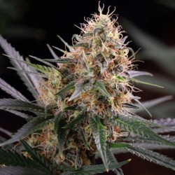 Sundae Driver semi cannabis Royal Queen Seeds