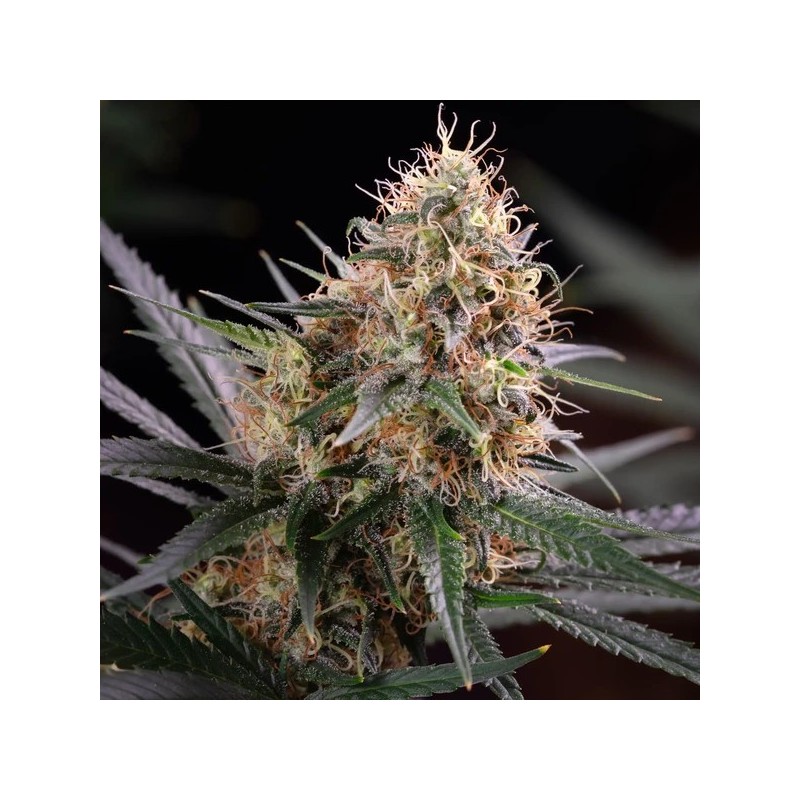 Sundae Driver semi cannabis Royal Queen Seeds