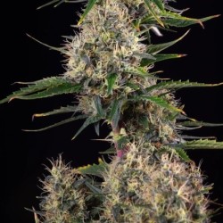 Sundae Driver semi cannabis Royal Queen Seeds