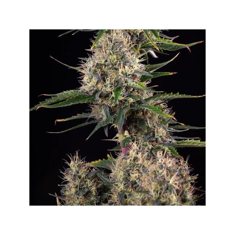 Sundae Driver semi cannabis Royal Queen Seeds