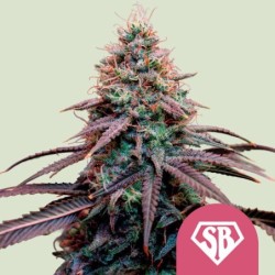 Super Boof semi cannabis Royal Queen Seeds
