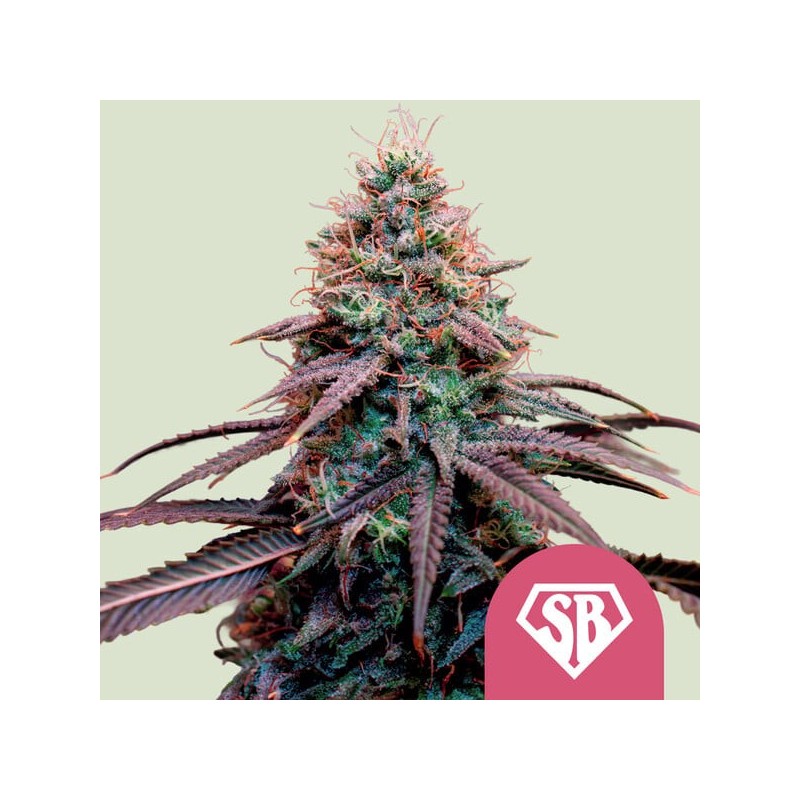 Super Boof semi cannabis Royal Queen Seeds