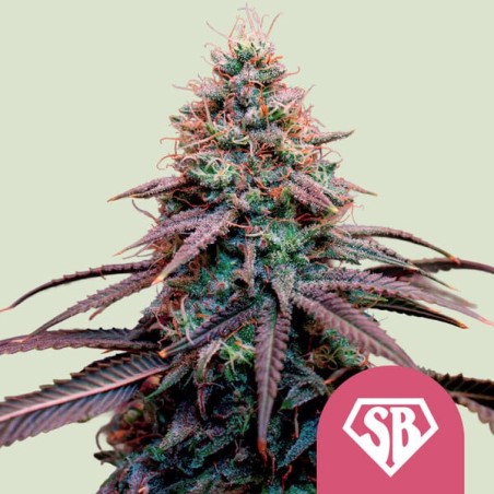 Super Boof semi cannabis Royal Queen Seeds