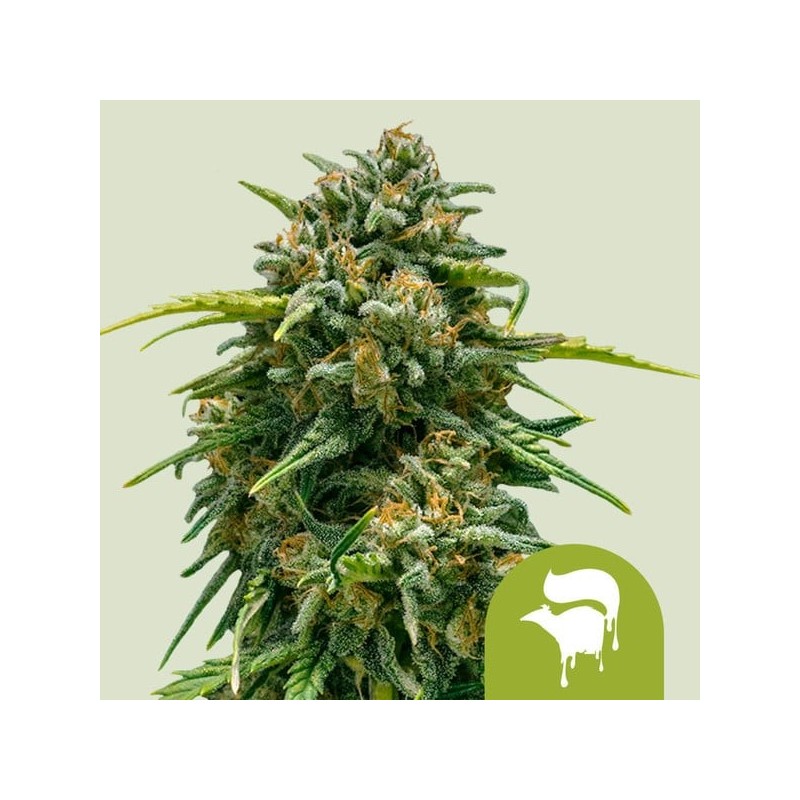 Sweet Skunk Auto semi cannabis Royal Queen Seeds