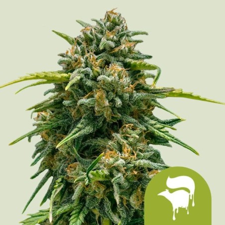 Sweet Skunk Auto semi cannabis Royal Queen Seeds