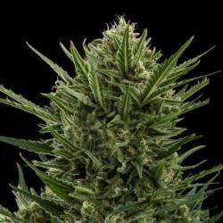 Sweet Skunk Auto semi cannabis Royal Queen Seeds