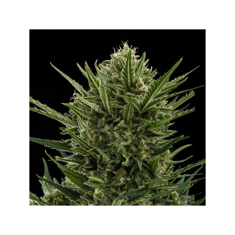 Sweet Skunk Auto semi cannabis Royal Queen Seeds