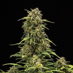 Sweet Skunk Auto semi cannabis Royal Queen Seeds