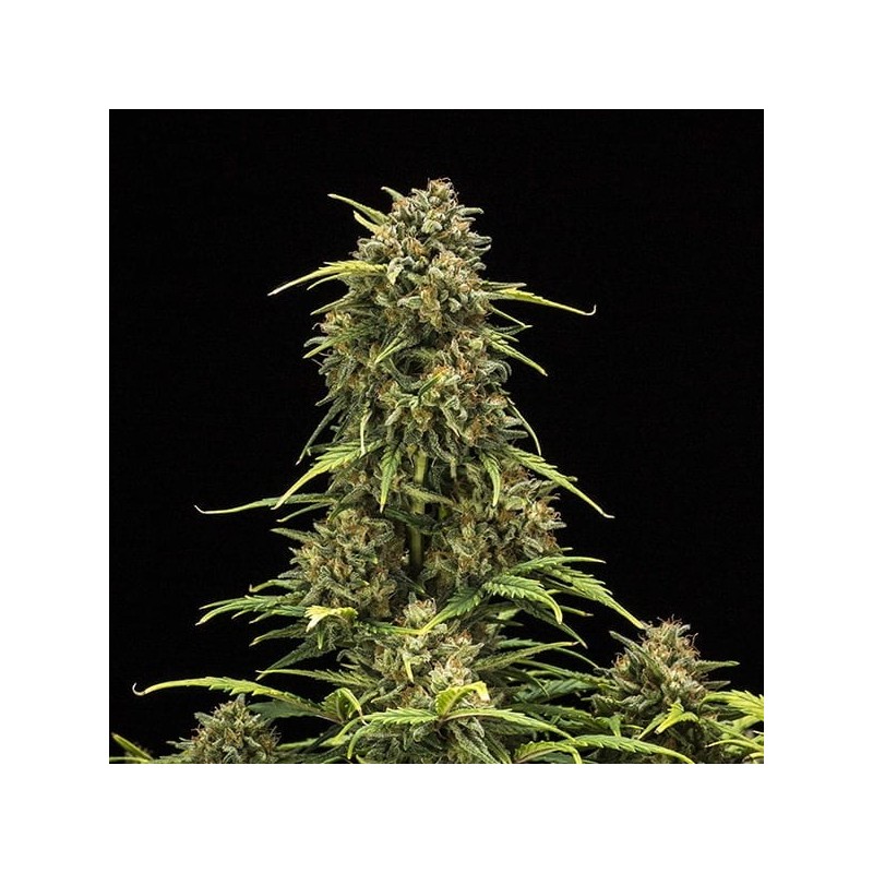 Sweet Skunk Auto semi cannabis Royal Queen Seeds