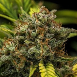 Sweet Skunk Auto semi cannabis Royal Queen Seeds