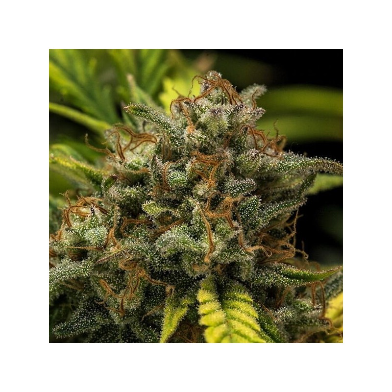 Sweet Skunk Auto semi cannabis Royal Queen Seeds