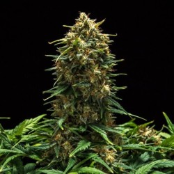 Sweet Skunk Auto semi cannabis Royal Queen Seeds