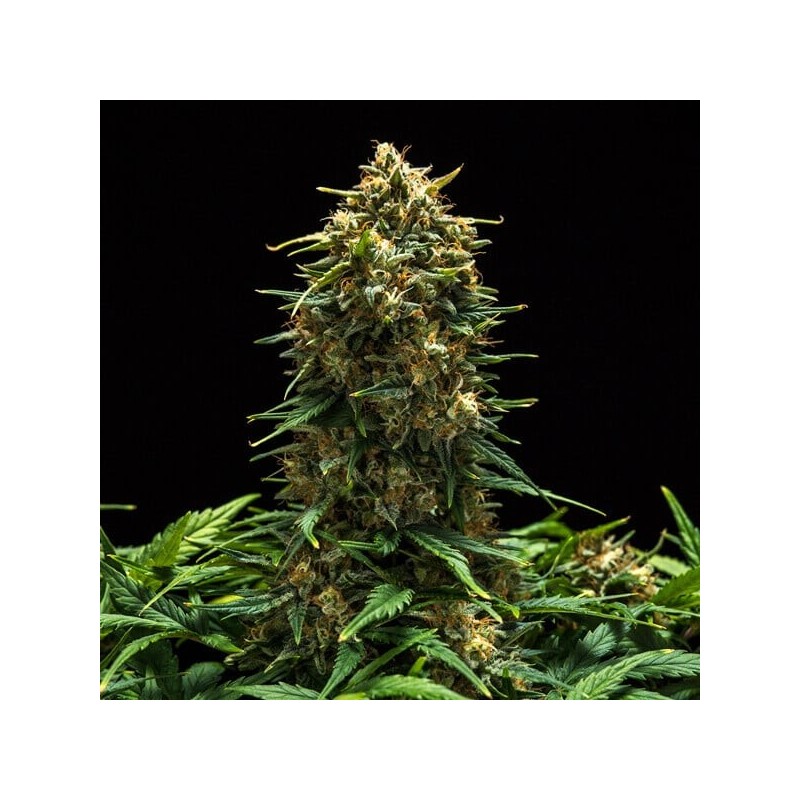Sweet Skunk Auto semi cannabis Royal Queen Seeds