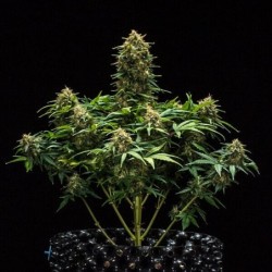 Sweet Skunk Auto semi cannabis Royal Queen Seeds