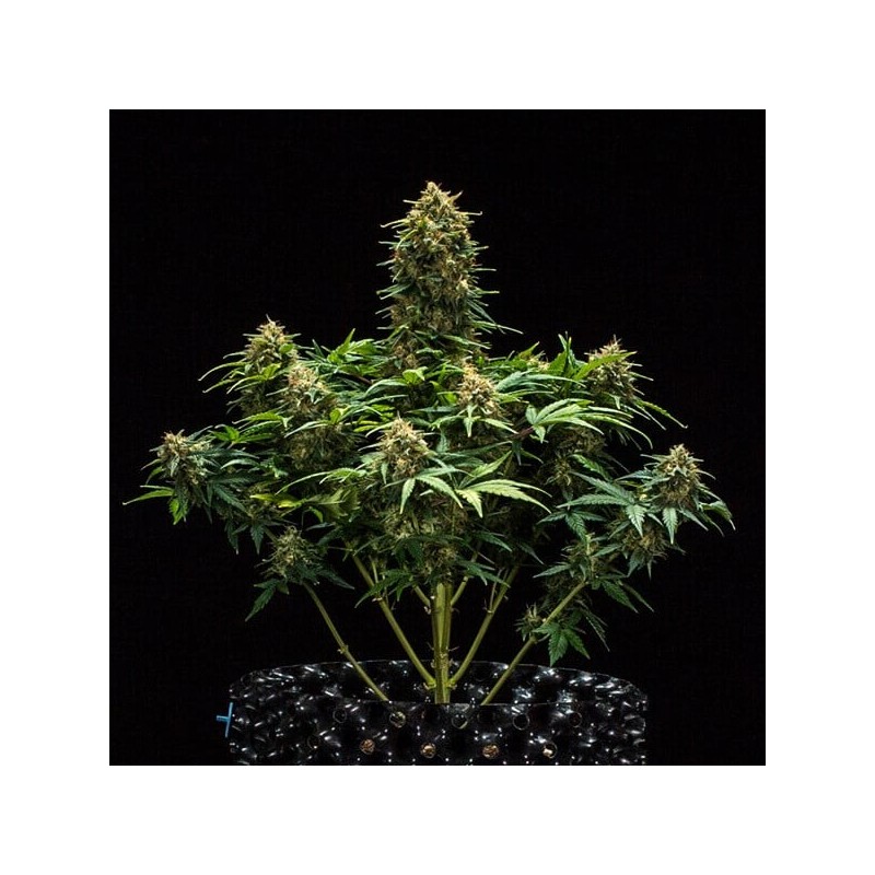 Sweet Skunk Auto semi cannabis Royal Queen Seeds