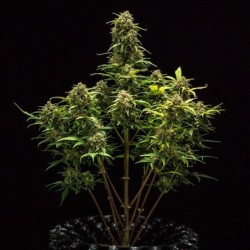 Sweet Skunk Auto semi cannabis Royal Queen Seeds
