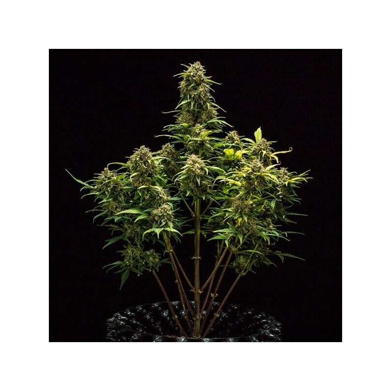 Sweet Skunk Auto semi cannabis Royal Queen Seeds
