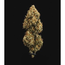 Sweet Skunk Auto semi cannabis Royal Queen Seeds