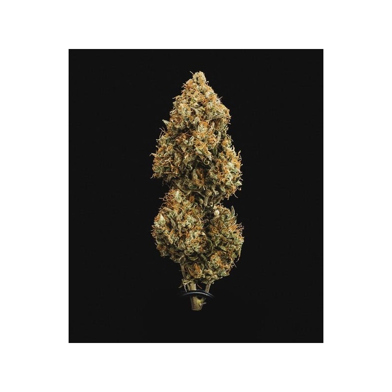Sweet Skunk Auto semi cannabis Royal Queen Seeds