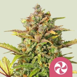 Sweet ZZ semi cannabis Royal Queen Seeds