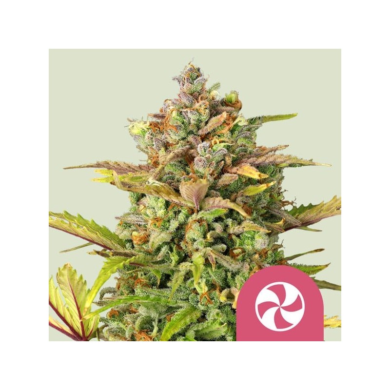 Sweet ZZ semi cannabis Royal Queen Seeds