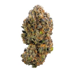 Sweet ZZ semi cannabis Royal Queen Seeds