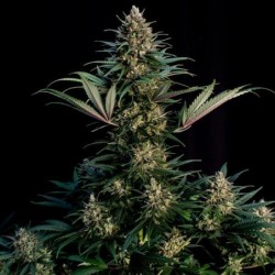 Sweet ZZ semi cannabis Royal Queen Seeds