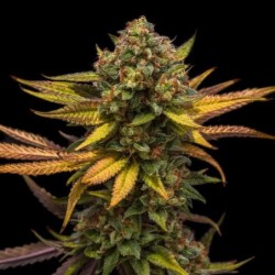 Sweet ZZ semi cannabis Royal Queen Seeds
