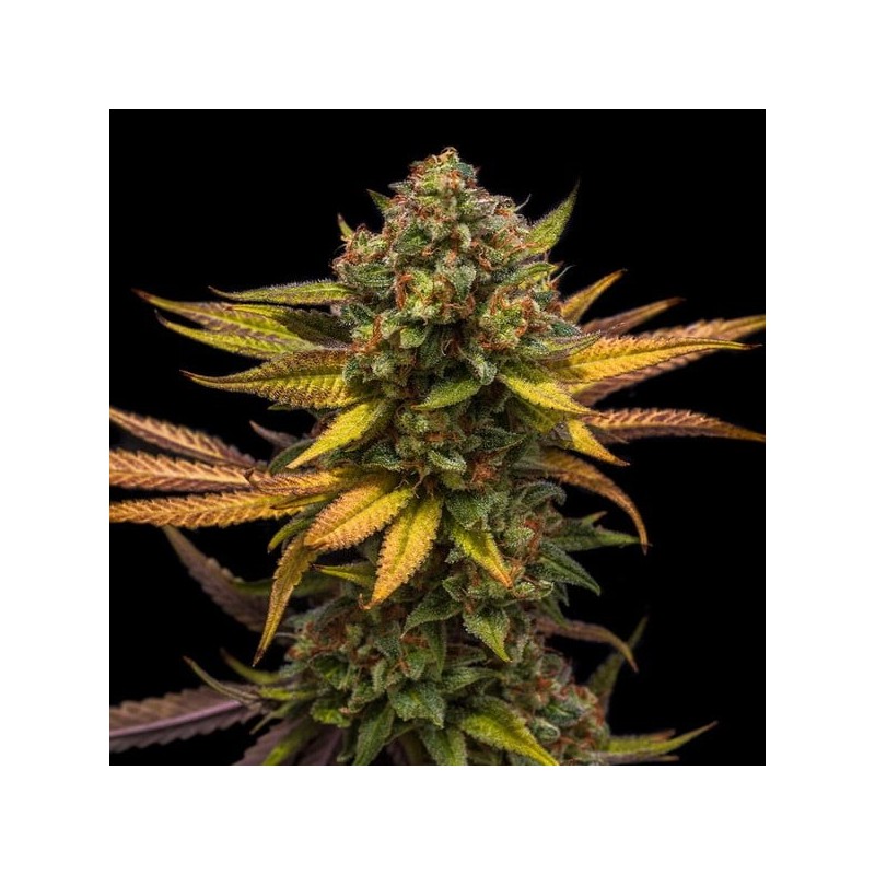Sweet ZZ semi cannabis Royal Queen Seeds