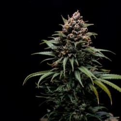 Sweet ZZ semi cannabis Royal Queen Seeds