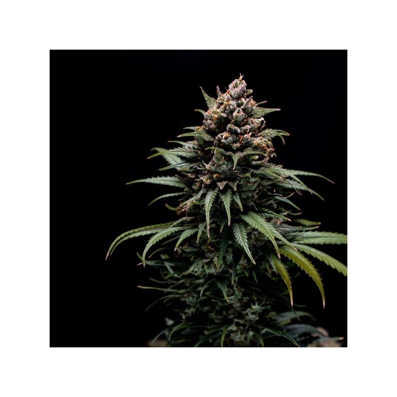 Sweet ZZ semi cannabis Royal Queen Seeds